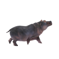 3d hippopotamus isolated png