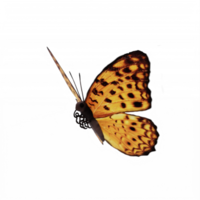 borboleta 3d isolada png