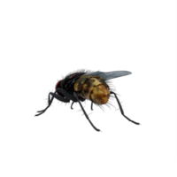 3d mosca domestica esotico isolato png