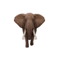 3D-afrikanischer Elefant isoliert png