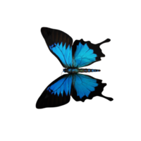 3D kobaltblauer Schmetterling isoliert png