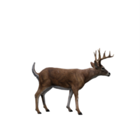 cerf 3d isolé png