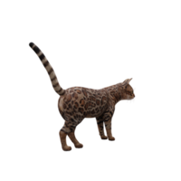 3d cute cat isolated png