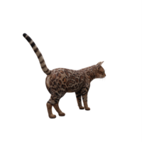 3d schattig kat geïsoleerd png