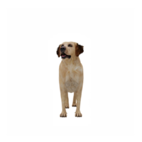 3d golden retriever isolated png