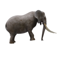 Éléphant 3d isolé png