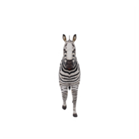 3d Afrikaanse zebra geïsoleerd png