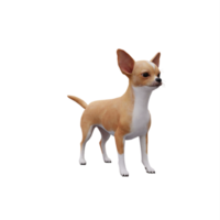 3d Chihuahua isolated png