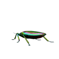 chrysochroa fulgidissima juvel skalbagge png