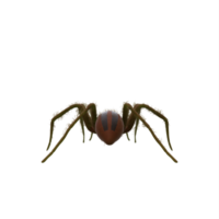 araña de pesca aislada png