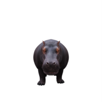 3d hippopotamus isolated png