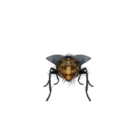 3d mouche domestique exotique isolé png