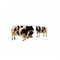 3d cows isolated png