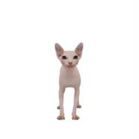 gato sphynx 3d isolado png