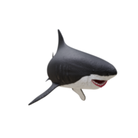 gran tiburón blanco aislado png