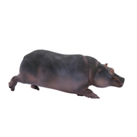 3d hippo isolated png