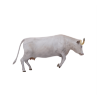 White Texas Longhorn cattle isolated png