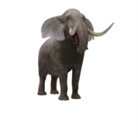 3d elefante isolato png