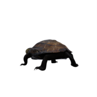 Chinese pond turtle png