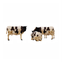 3d mucche isolato png