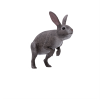 3d wild rabbit isolated png