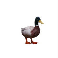 canard colvert isolé png