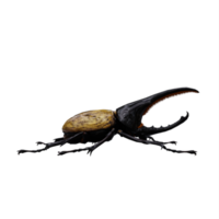 3d Dynastes Hercules png