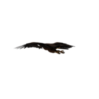 3d aquila isolato png