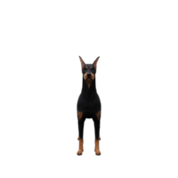 3d Doberman isolated png