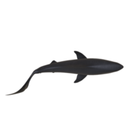 grande tubarão branco isolado png