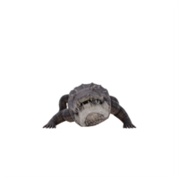 crocodilo africano 3d isolado png