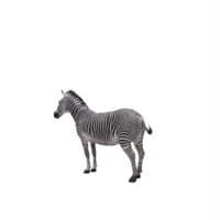 3d zebra isolated png