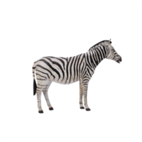 3d african zebra isolated png