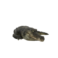 3d krokodil geïsoleerd png