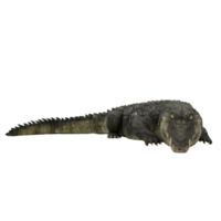 3d crocodile isolated png