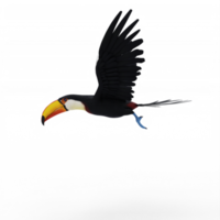 oiseau toucan 3d isolé png