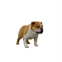 3D-Bulldogge isoliert png