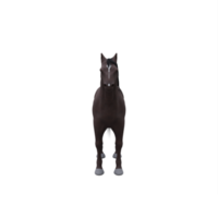 3D-Pferd isoliert png