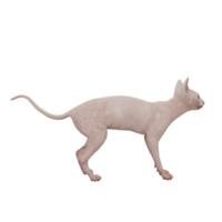 gato esfinge 3d aislado png