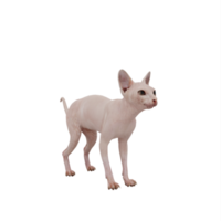 chat sphynx 3d isolé png