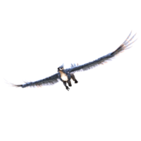 greif oder griffon ein sagenumwobenes wesen mit dem körper eines löwen, dem kopf und den flügeln eines adlers png