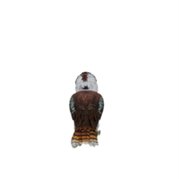 oiseau kookaburra 3d isolé png