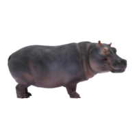 hippopotame 3d isolé png