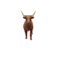 3d scotland cattle isolated png