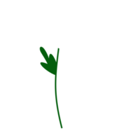 flor blanca aislada para el elemento de diseño png