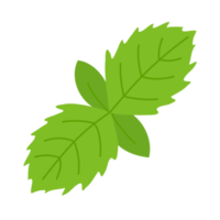 simple mint leaf illustration png