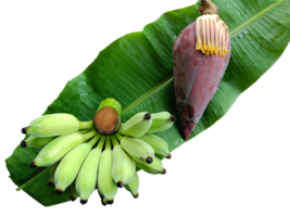 green raw banana and banana blossom on banana leaf on transparent background png