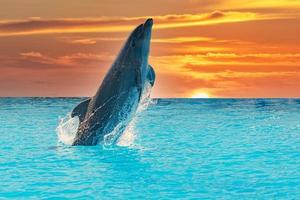 bottlenose dolphin jumping isolated on sunset and blue lagoon photo