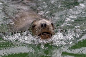 Southamerican sea lion male swimming to you photo