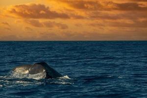 Sperm whale in atlantic ocean at sunset photo